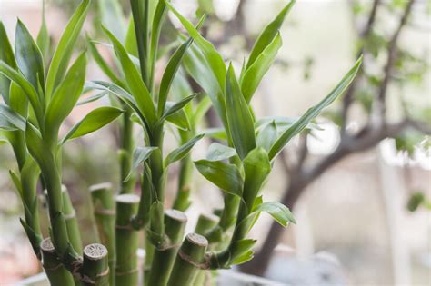 桃花枝 風水|風水植物｜不只富貴竹！7款招財/招桃花植物推介+不 